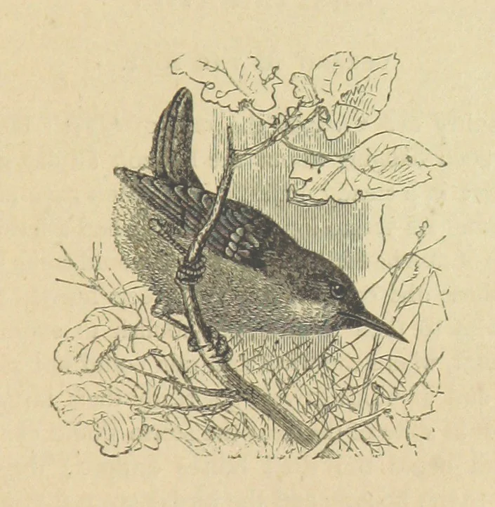An illustration from Gerard Mastyn, the son of a genius, etc, 1877, leaf 125
