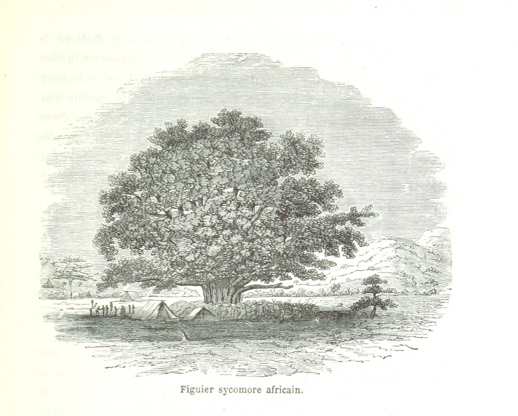 An illustration from Voyage aux grands lacs de l'Afrique Orientale ... Ouvrage traduit ... par Mme H. Loreau, et illustré de 37 vignettes, 1862, leaf 403