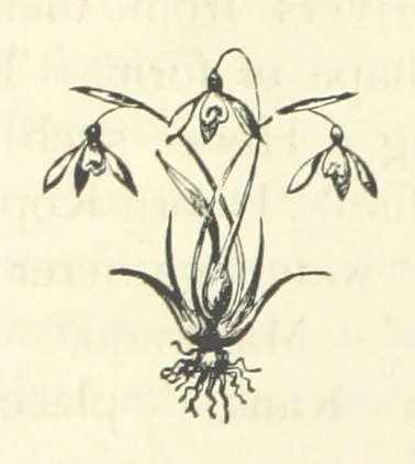 An illustration from Rambles in South Africa, etc, 1891, leaf 120