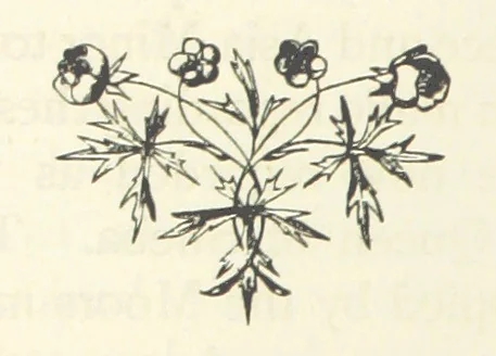 An illustration from Rambles in South Africa, etc, 1891, leaf 186