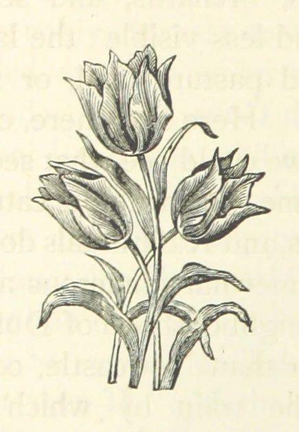 An illustration from Rambles in South Africa, etc, 1891, leaf 198