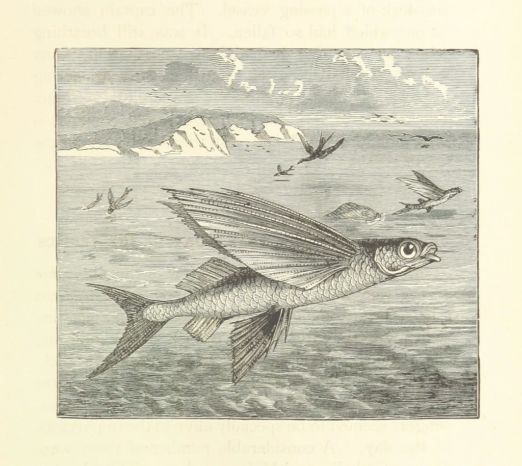 An illustration from Rambles in South Africa, etc, 1891, leaf 65