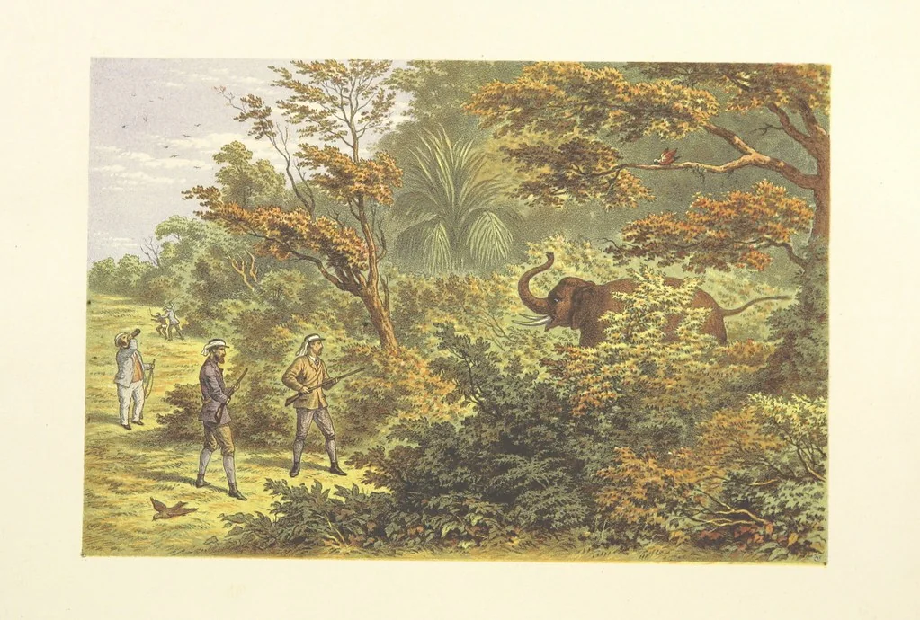 An illustration from The Duke of Edinburgh in Ceylon. A book of elephant and elk sport ... Illustrated with chromo-lithographs, etc, 1871, leaf 162