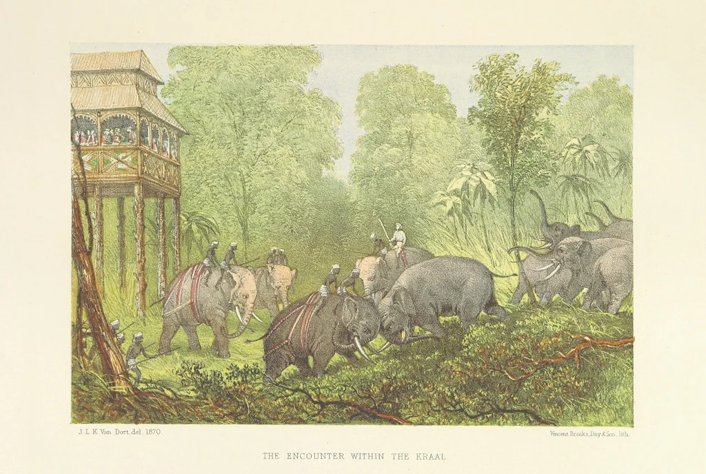 An illustration from The Duke of Edinburgh in Ceylon. A book of elephant and elk sport ... Illustrated with chromo-lithographs, etc, 1871, leaf 53