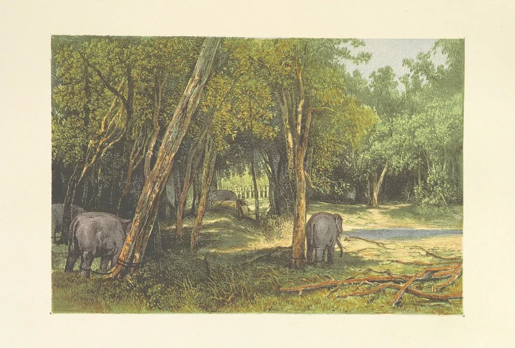An illustration from The Duke of Edinburgh in Ceylon. A book of elephant and elk sport ... Illustrated with chromo-lithographs, etc, 1871, leaf 73