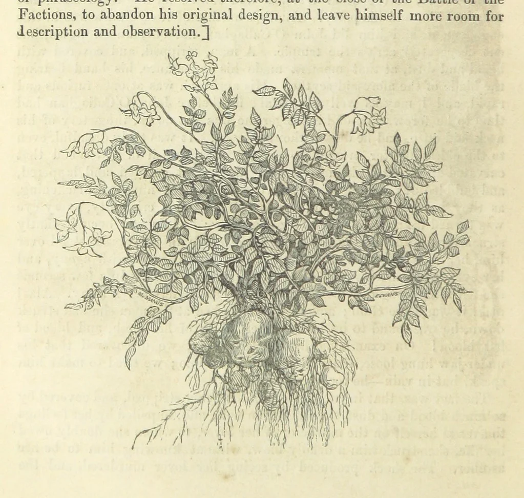 An illustration from Traits and Stories of the Irish Peasantry ... Fourth edition, 1864, leaf 198