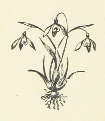 An illustration from Society's Queen. A novel, 1883, leaf 74