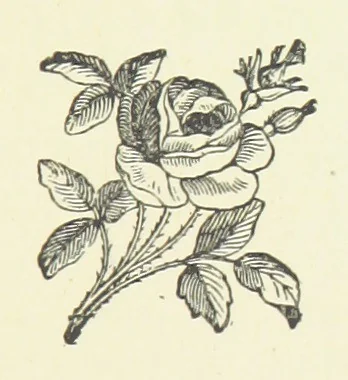 An illustration from Society's Queen. A novel, 1883, leaf 81
