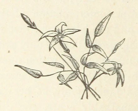 An illustration from The Man of Many Daughters ... [A novel.] Edited by le Chevalier de Chatelain, 1880, leaf 328