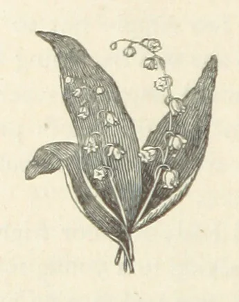 An illustration from The Man of Many Daughters ... [A novel.] Edited by le Chevalier de Chatelain, 1880, leaf 74