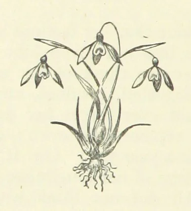 An illustration from Bertha. [A novel, 1886, leaf 200