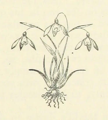 An illustration from Bertha. [A novel, 1886, leaf 57