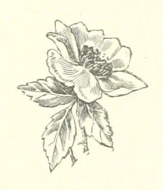 An illustration from Julian Cloughton, or, Lad-life in Norfolk, 1880, leaf 180