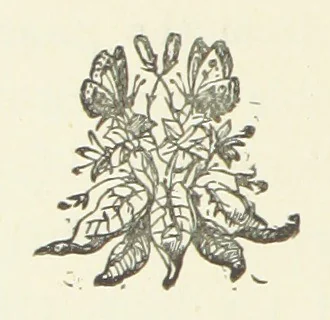 An illustration from From the Plough to the Pulpit, viâ Cambridge. [A novel, 1874, leaf 188