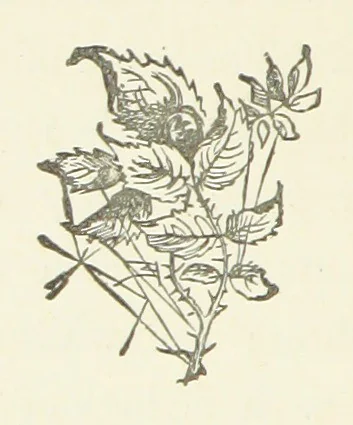 An illustration from From the Plough to the Pulpit, viâ Cambridge. [A novel, 1874, leaf 70
