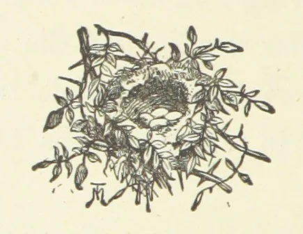An illustration from From the Plough to the Pulpit, viâ Cambridge. [A novel, 1874, leaf 46
