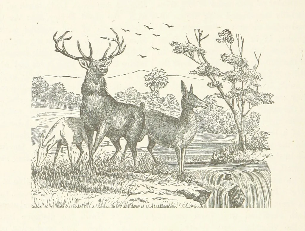 An illustration from History of Clear Creek and Boulder Valleys, Colorado. Containing a brief history of the State of Colorado [by W. B. Vickers] ... a history of Gilpin, Clear Creek, Boulder and Jefferson Counties [respectively by J. Burrell, A. Frost, A. Bixby and E. L. Berthoud] and biographical sketches, 1880, leaf 304