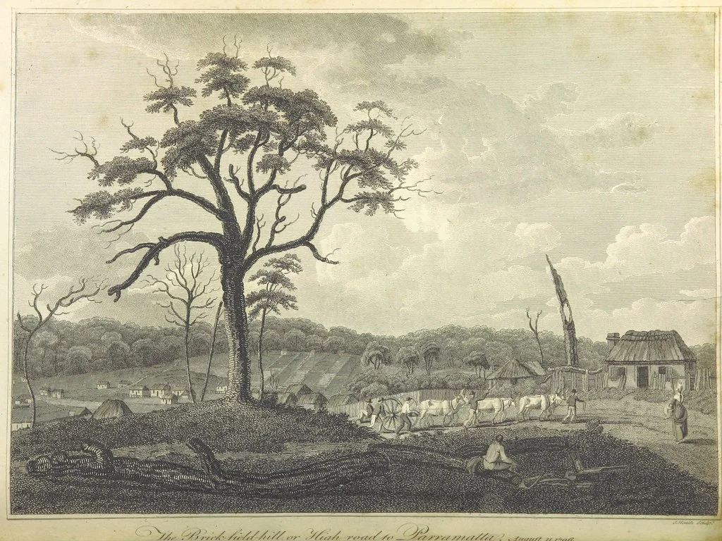 An illustration from An Account of the English Colony in New South Wales ... To which are added, some particulars of New Zealand; compiled ... from the MSS. of Lieutenant-Governor King ... Illustrated by engravings, 1804, leaf 336