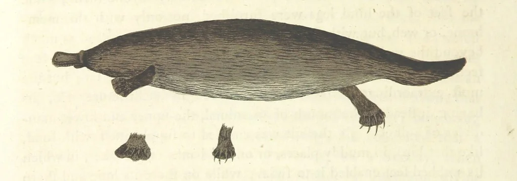 An illustration from An Account of the English Colony in New South Wales ... To which are added, some particulars of New Zealand; compiled ... from the MSS. of Lieutenant-Governor King ... Illustrated by engravings, 1804, leaf 496