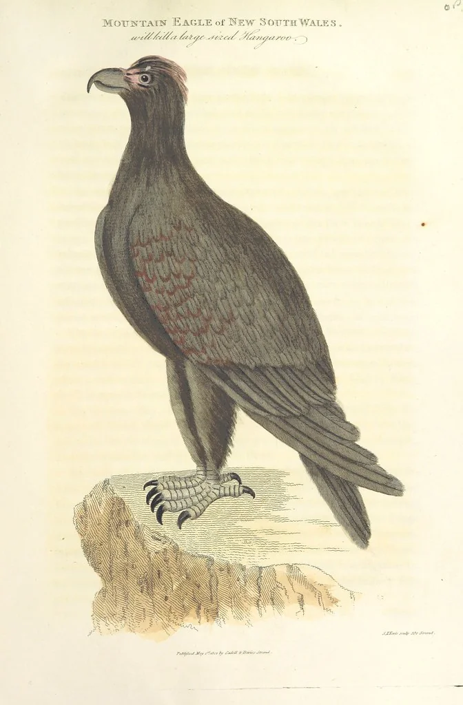 An illustration from An Account of the English Colony in New South Wales ... To which are added, some particulars of New Zealand; compiled ... from the MSS. of Lieutenant-Governor King ... Illustrated by engravings, 1804, leaf 603