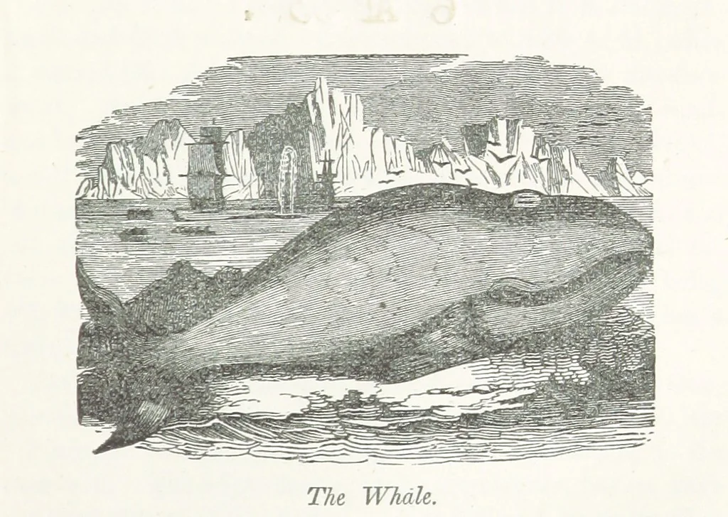 An illustration from Four Years in a Government Exploring Expedition; to the Island of Madeira-Cape Verd Islands-Brazil-Coast of Patagonia-Chili-Peru, etc, 1852, leaf 123