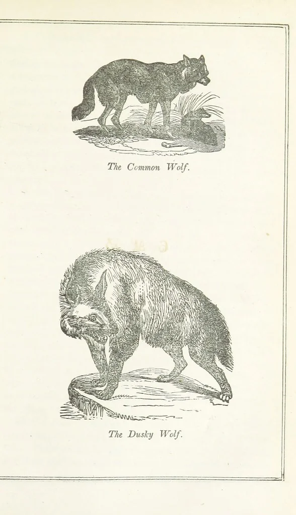 An illustration from Four Years in a Government Exploring Expedition; to the Island of Madeira-Cape Verd Islands-Brazil-Coast of Patagonia-Chili-Peru, etc, 1852, leaf 203