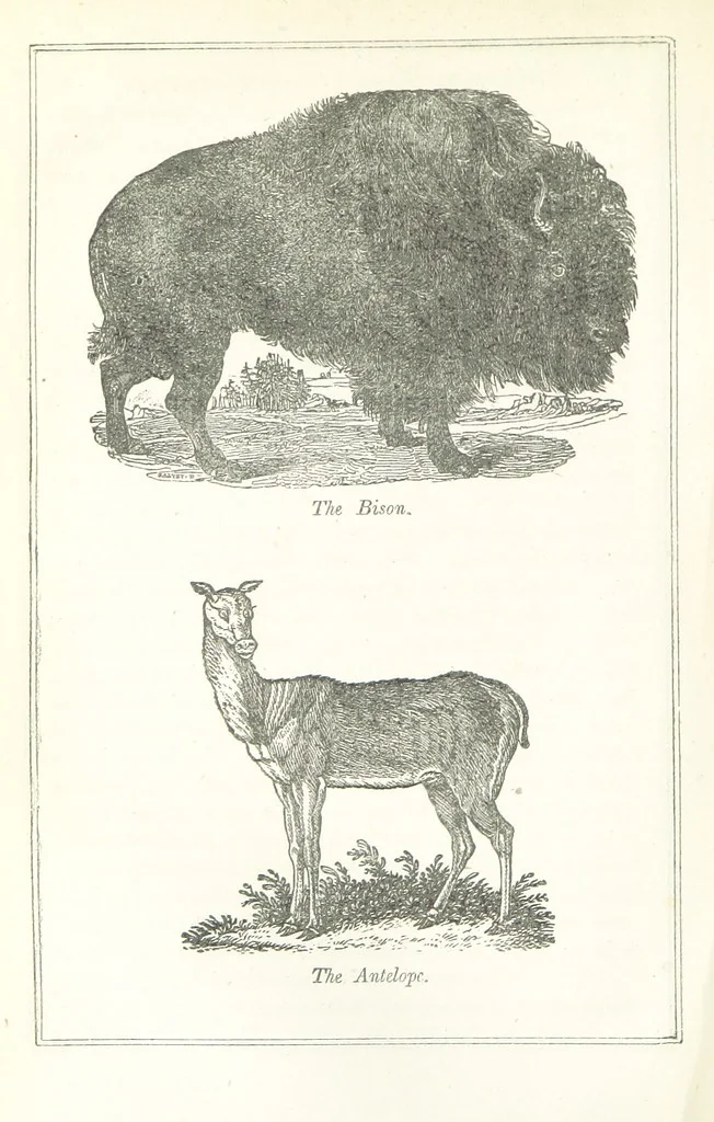 An illustration from Four Years in a Government Exploring Expedition; to the Island of Madeira-Cape Verd Islands-Brazil-Coast of Patagonia-Chili-Peru, etc, 1852, leaf 208