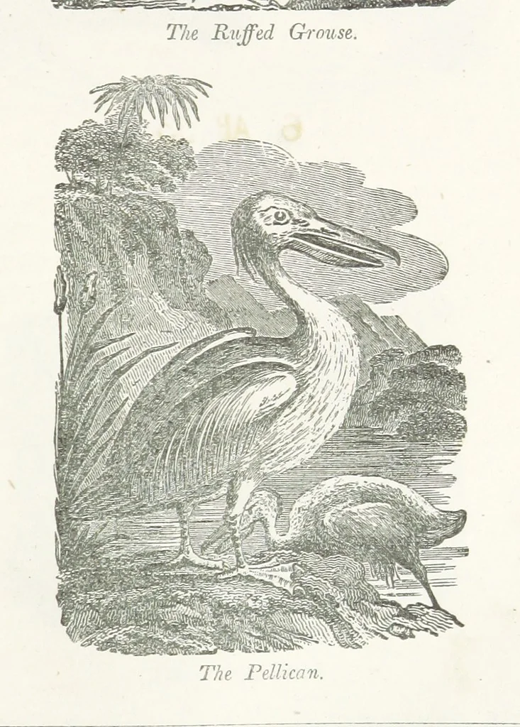 An illustration from Four Years in a Government Exploring Expedition; to the Island of Madeira-Cape Verd Islands-Brazil-Coast of Patagonia-Chili-Peru, etc, 1852, leaf 213