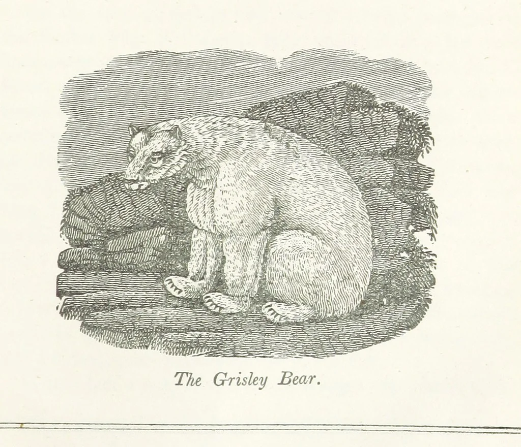 An illustration from Four Years in a Government Exploring Expedition; to the Island of Madeira-Cape Verd Islands-Brazil-Coast of Patagonia-Chili-Peru, etc, 1852, leaf 215