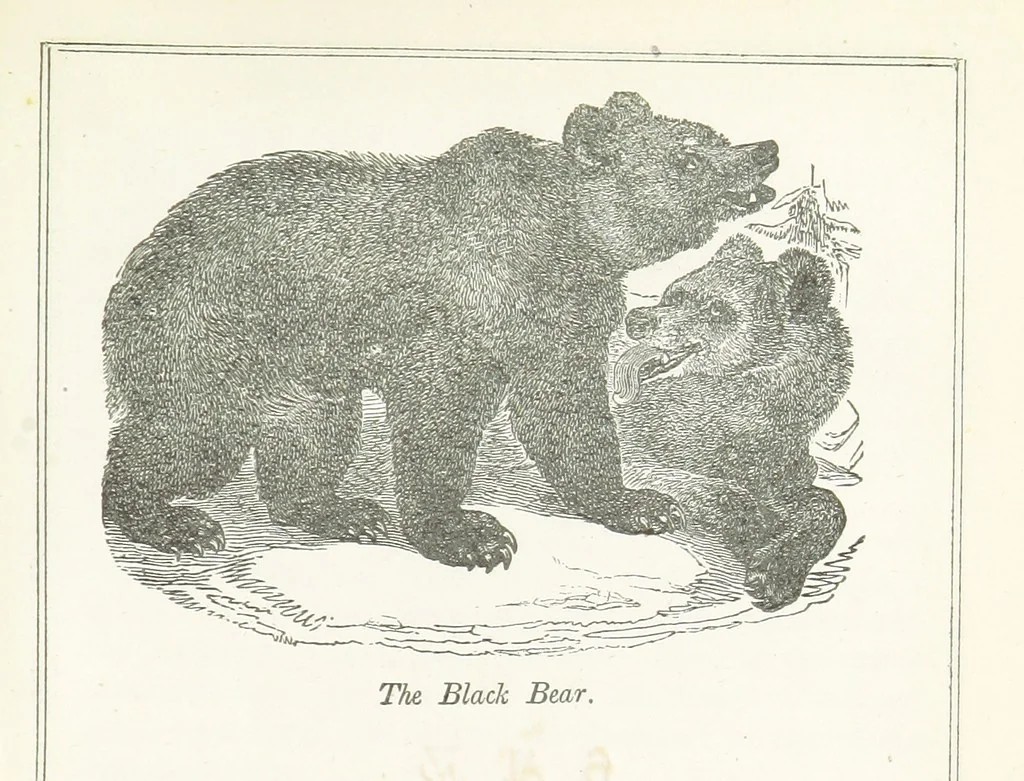 An illustration from Four Years in a Government Exploring Expedition; to the Island of Madeira-Cape Verd Islands-Brazil-Coast of Patagonia-Chili-Peru, etc, 1852, leaf 215