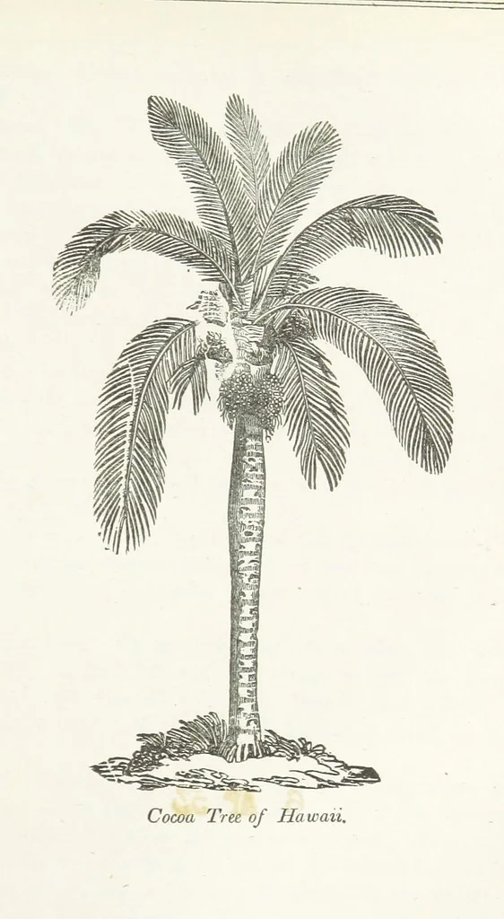 An illustration from Four Years in a Government Exploring Expedition; to the Island of Madeira-Cape Verd Islands-Brazil-Coast of Patagonia-Chili-Peru, etc, 1852, leaf 233
