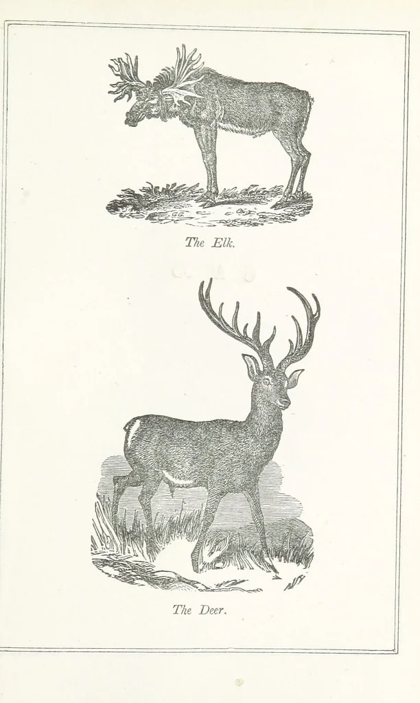 An illustration from Four Years in a Government Exploring Expedition; to the Island of Madeira-Cape Verd Islands-Brazil-Coast of Patagonia-Chili-Peru, etc, 1852, leaf 293