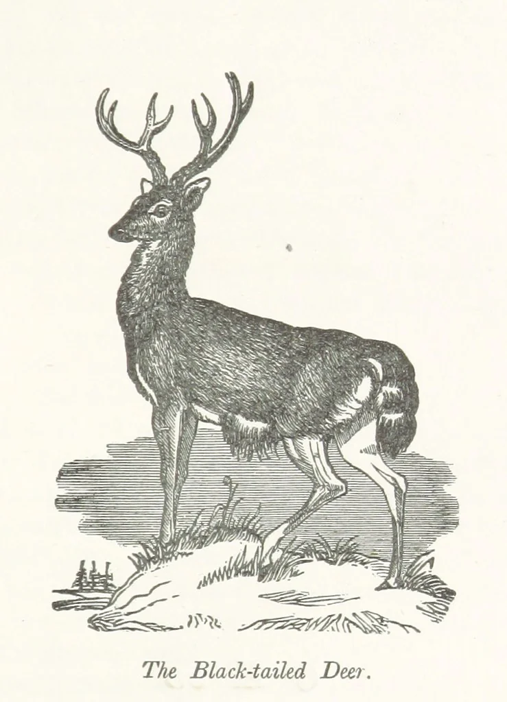 An illustration from Four Years in a Government Exploring Expedition; to the Island of Madeira-Cape Verd Islands-Brazil-Coast of Patagonia-Chili-Peru, etc, 1852, leaf 295