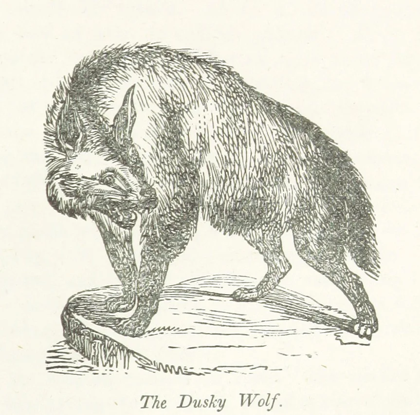 An illustration from Four Years in a Government Exploring Expedition; to the Island of Madeira-Cape Verd Islands-Brazil-Coast of Patagonia-Chili-Peru, etc, 1852, leaf 299