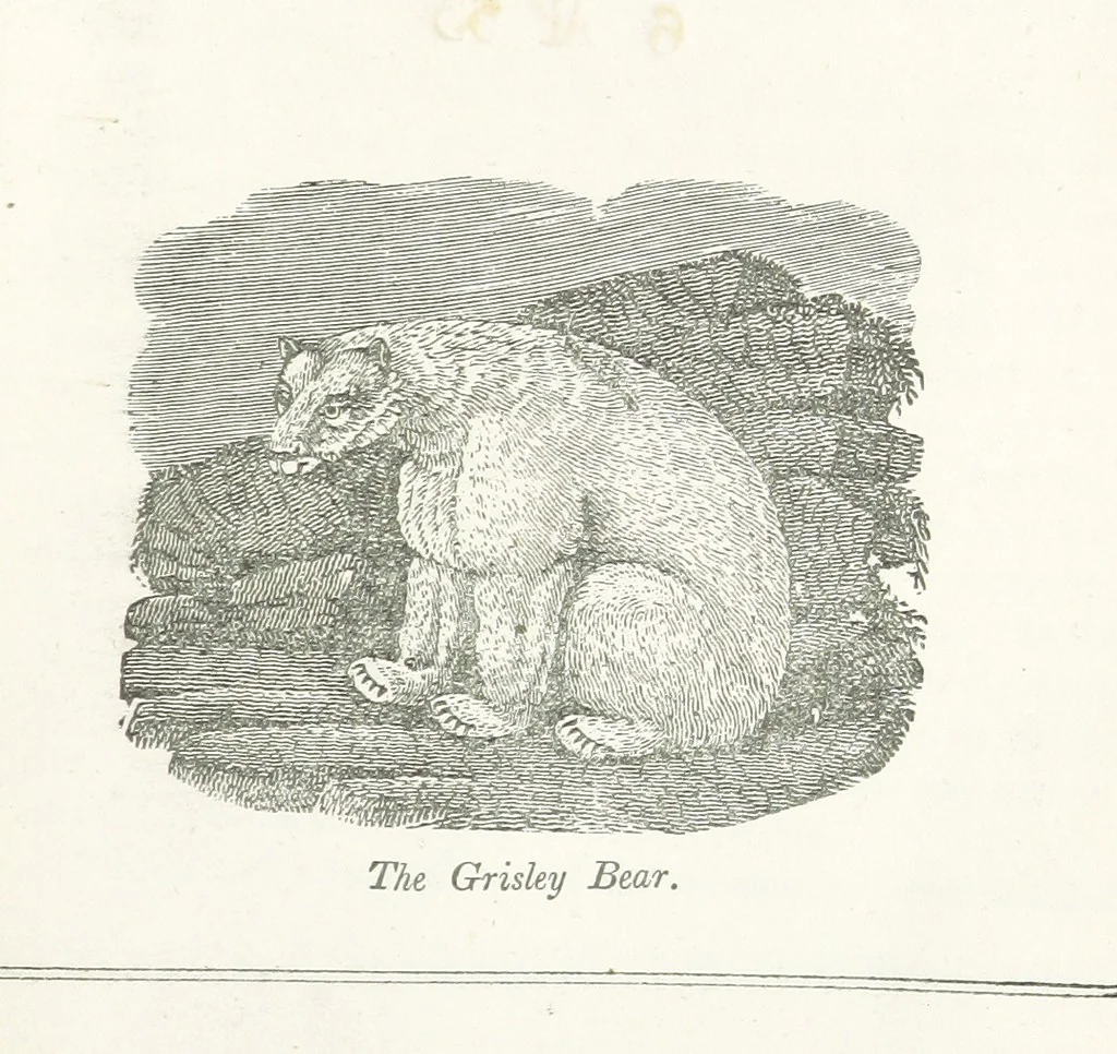 An illustration from Four Years in a Government Exploring Expedition; to the Island of Madeira-Cape Verd Islands-Brazil-Coast of Patagonia-Chili-Peru, etc, 1852, leaf 311