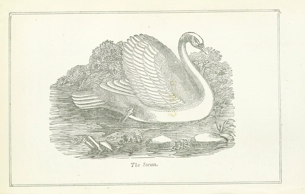 An illustration from Four Years in a Government Exploring Expedition; to the Island of Madeira-Cape Verd Islands-Brazil-Coast of Patagonia-Chili-Peru, etc, 1852, leaf 327