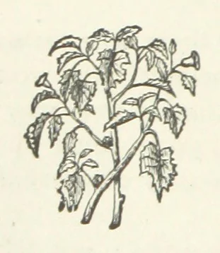 An illustration from In Scorn of Consequence; or, My brother's keeper, 1886, leaf 242