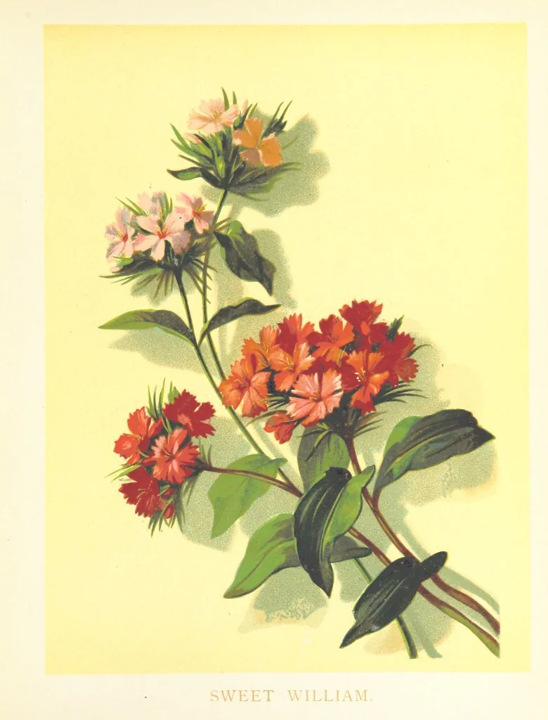 An illustration from Poets in the Garden. [With plates, 1886, leaf 231
