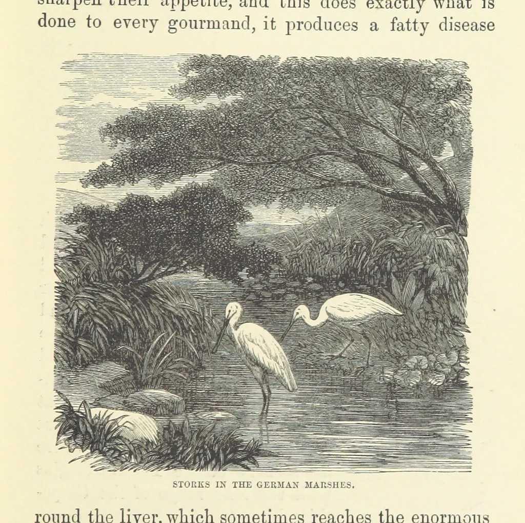 An illustration from Across the Channel; or, Picture-stories of foreign lands. [With illustrations, 1888, leaf 33