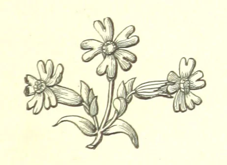 An illustration from Nebraska, its advantages, resources, and drawbacks. Illustrated, 1875, leaf 205