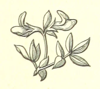 An illustration from Nebraska, its advantages, resources, and drawbacks. Illustrated, 1875, leaf 239