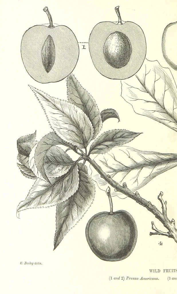 An illustration from Nebraska, its advantages, resources, and drawbacks. Illustrated, 1875, leaf 374