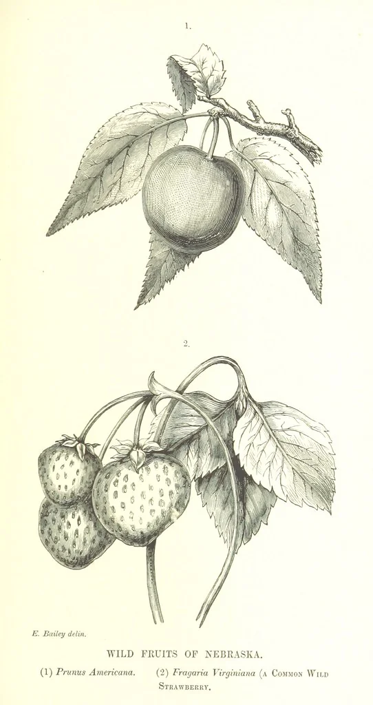 An illustration from Nebraska, its advantages, resources, and drawbacks. Illustrated, 1875, leaf 385