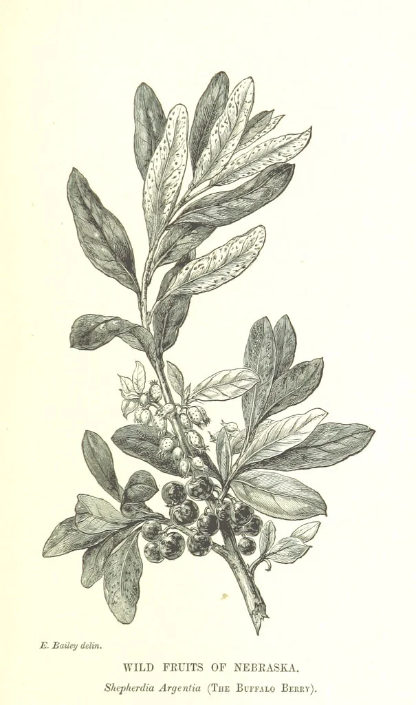 An illustration from Nebraska, its advantages, resources, and drawbacks. Illustrated, 1875, leaf 393