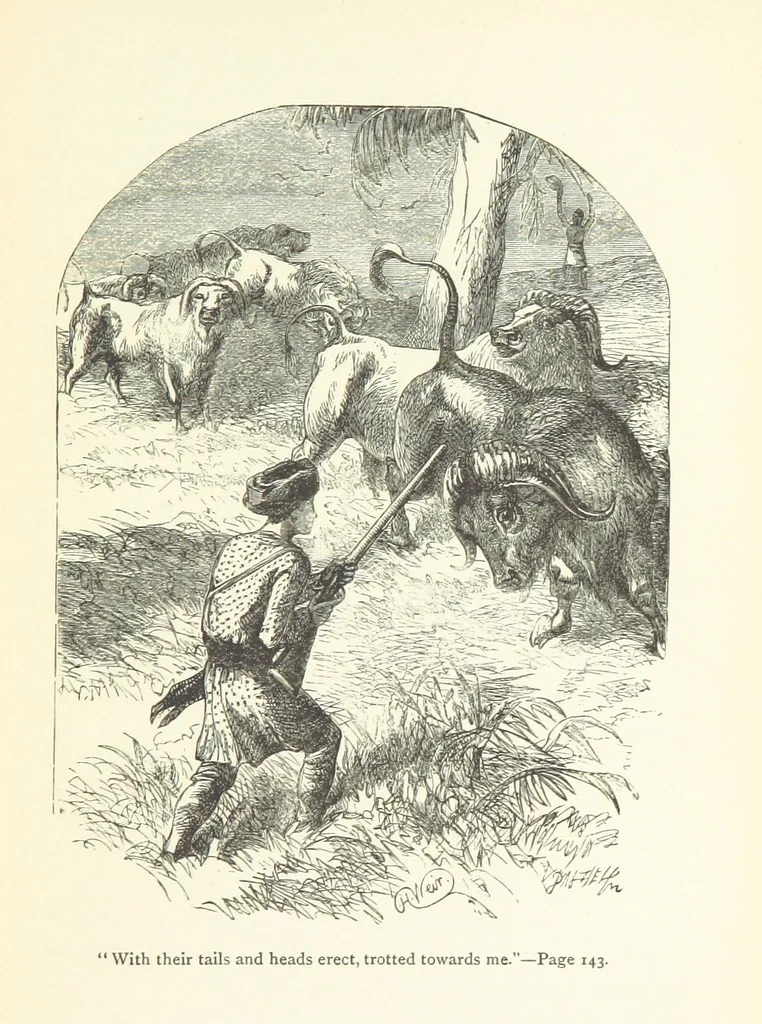 An illustration from The White Elephant; or, the Hunters of Ava and the King of the Golden Foot ... With illustrations by Harrison Weir, 1888, leaf 145