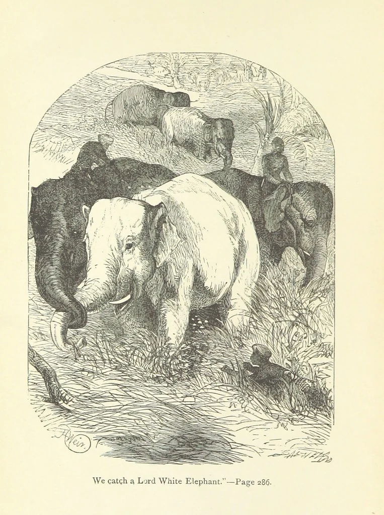 An illustration from The White Elephant; or, the Hunters of Ava and the King of the Golden Foot ... With illustrations by Harrison Weir, 1888, leaf 6