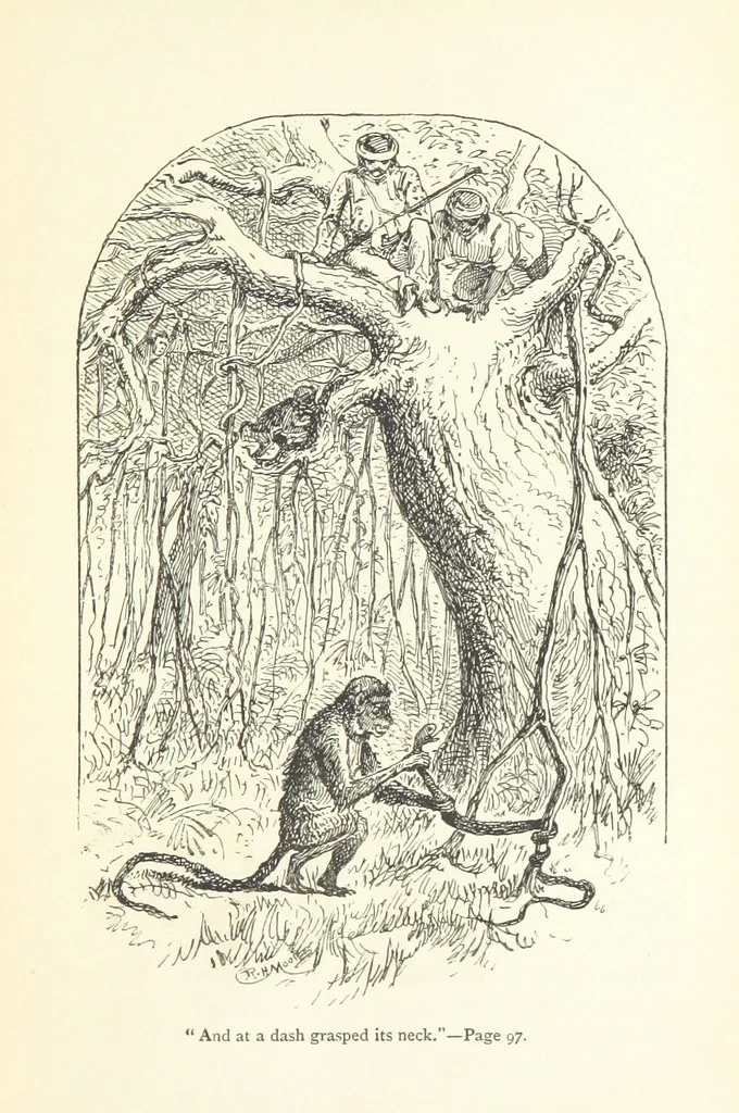 An illustration from The White Elephant; or, the Hunters of Ava and the King of the Golden Foot ... With illustrations by Harrison Weir, 1888, leaf 99