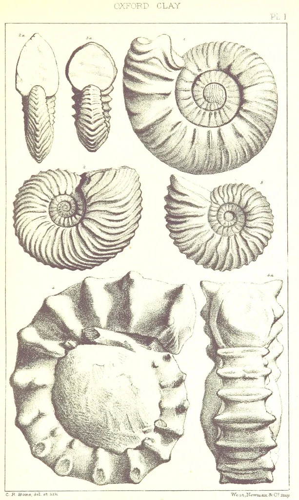 An illustration from A Supplement to the Geology of Weymouth and the Isle of Portland ... New and enlarged edition. Consisting of twenty lithographic plates of fossils, 1888, leaf 11