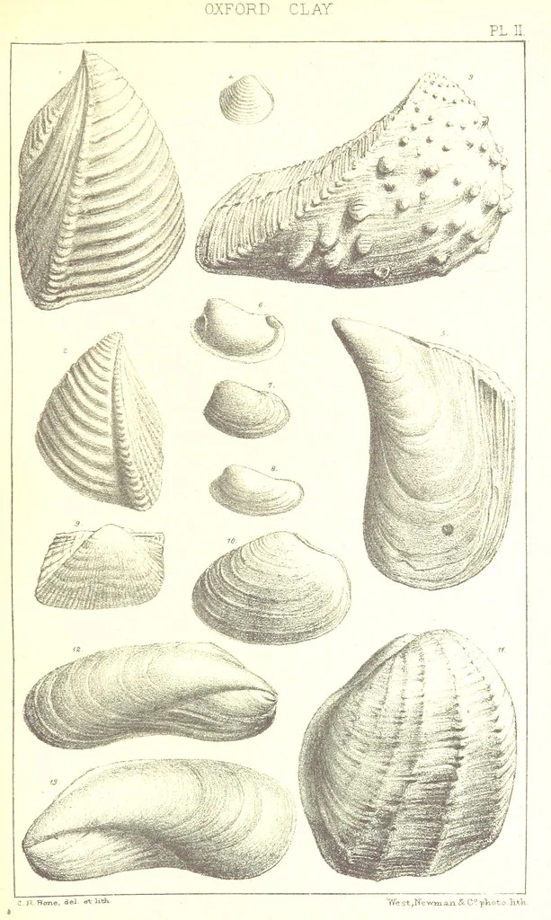 An illustration from A Supplement to the Geology of Weymouth and the Isle of Portland ... New and enlarged edition. Consisting of twenty lithographic plates of fossils, 1888, leaf 15