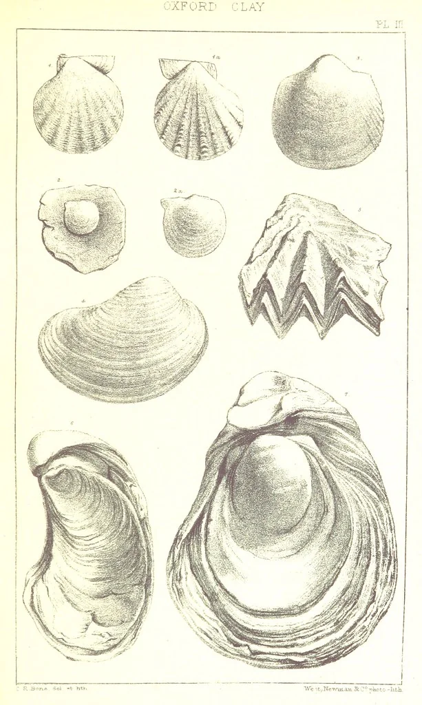 An illustration from A Supplement to the Geology of Weymouth and the Isle of Portland ... New and enlarged edition. Consisting of twenty lithographic plates of fossils, 1888, leaf 19